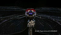 MN6PG0036 Lathrecista asiatica.jpg