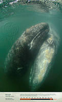 Ballena gris.jpg