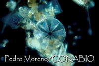 PM0009 Coscinodiscus sp..jpg
