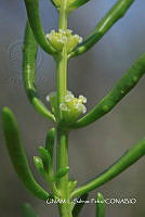 JF078 0061 Batis maritima.jpg