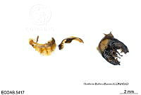 ME006 Abejas 0147 Bombus haueri Handlirsch, 1888.jpg