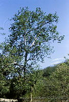 1674 Platanus mexicana.jpg
