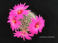 3R 00923 Mammillaria boolii.tif