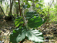 MEGA 0864 Coccoloba goldmanii.JPG