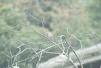 PRB0598 Toxostoma curvirostre.jpg