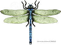 RAA1034 Anisoptera.jpg