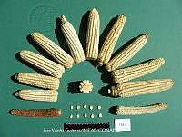 TampJVG01 Zea mays.jpg