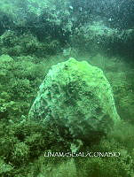 NE018 0105 Solenastrea bournoni.jpg
