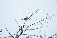 LEMH070 Mimus polyglottos.JPG