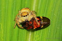 JGT06 Paraphidippus fartilis.jpg