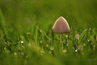MCSH03 Psilocybe sp..jpg