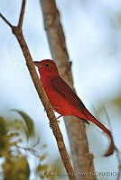 ELC0111 Piranga rubra.jpg