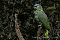 MASM06310 Amazona farinosa.jpg