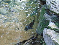 JLMD07 Hypostomus plecostomus.jpg