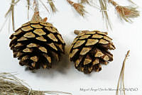MASM06793 Pinus oocarpa.jpg