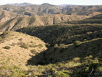 MGvarios34 Chihuahua.jpg