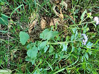 SG019 0145 Ageratum houstonianum.jpg