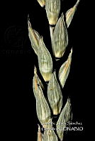 Teocintle 143 Zea luxurians.jpg