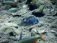 ESR 003 Thorichthys meeki.jpg