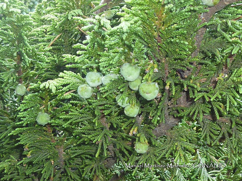 JF092%200065%20Juniperus%20standleyi.jpg.nyeeloD0MfGZma9hQA3g0JtbmFja29CbnFuZ3NAbXJ6LGtwZwA.CYippjG7Rq