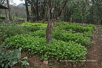 SG019 0131 Nasturtium officinale.jpg