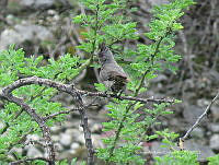 CAR 0021 Phainopepla nitens.jpg