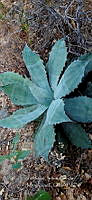 RG019 0133 Agave seemanniana.jpg