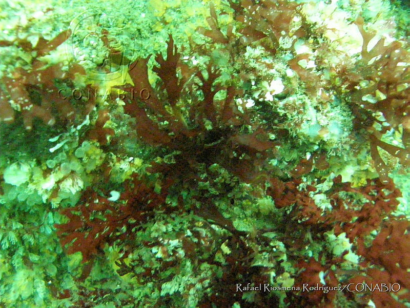RRR0057%20Cryptopleura%20dichotoma.JPG.nyeAp7 1MYFht8dhQA3g0JtbmFja29CbnFuZ3NAbXJ6LGtwZwA.fELSIgbbLV