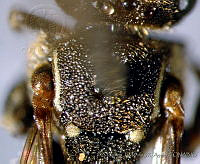 CB_JM_RA0624 Nannotrigona perilampoides.jpg
