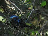 MAGB 0139 Cyanocompsa parellina.JPG