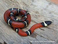 AMVDH 0267 Lampropeltis triangulum.JPG