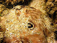 CMGV0159 Diplobatis ommata.jpg