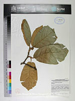JAdNV0377 Quercus crassifolia.JPG