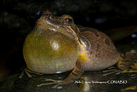 MN6PG0267 Pseudacris hypochondriaca.jpg