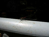 CGL1179 Hetaerina vulnerata.jpg