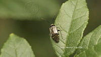 SM0207 Plagiognathus obscurus.jpg