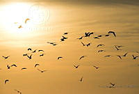 TEO020 Aves.jpg