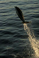 CNS1003 Tursiops truncatus.jpg