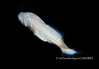 ESR 005 Typhlias pearsei.jpg