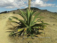 RG001 0225 Agave.jpg