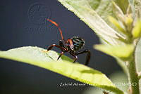 ZAPF0361 Hemiptera.jpg