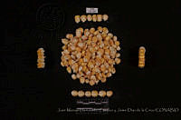 JMHCyJDDLC2625 Zea mays ssp. mays.JPG