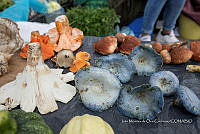 IMDOC Hong 0047 Lactarius indigo.jpg