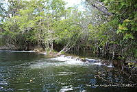 LH002 hum 0450 Coccoloba sp..JPG