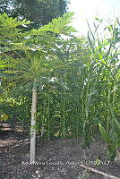 SG019 0280 Carica papaya.jpg