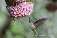 RTF0016 Pampa curvipennis.jpg