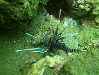 JAJ0953 Pterois volitans.jpg