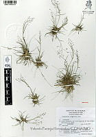 YPH1334 Eragrostis polytricha.jpg
