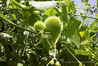 KBC001 Magnoliophyta.jpg