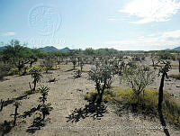 LI005 0190 Suelo desnudo, Cylindropuntia fulgida.jpg